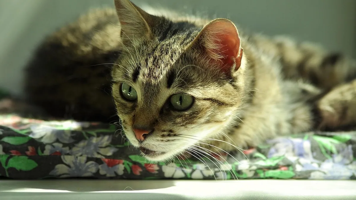 How to Stop Your Cat From Tracking Litter Everywhere