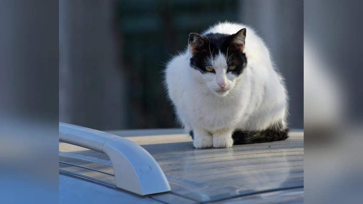 Cat Travel Essentials and Calming Options for Car Trips