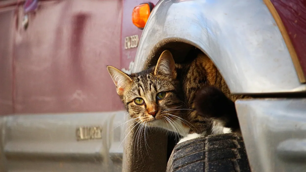 What Can I Give My Cat for Travel Sickness and Anxiety?