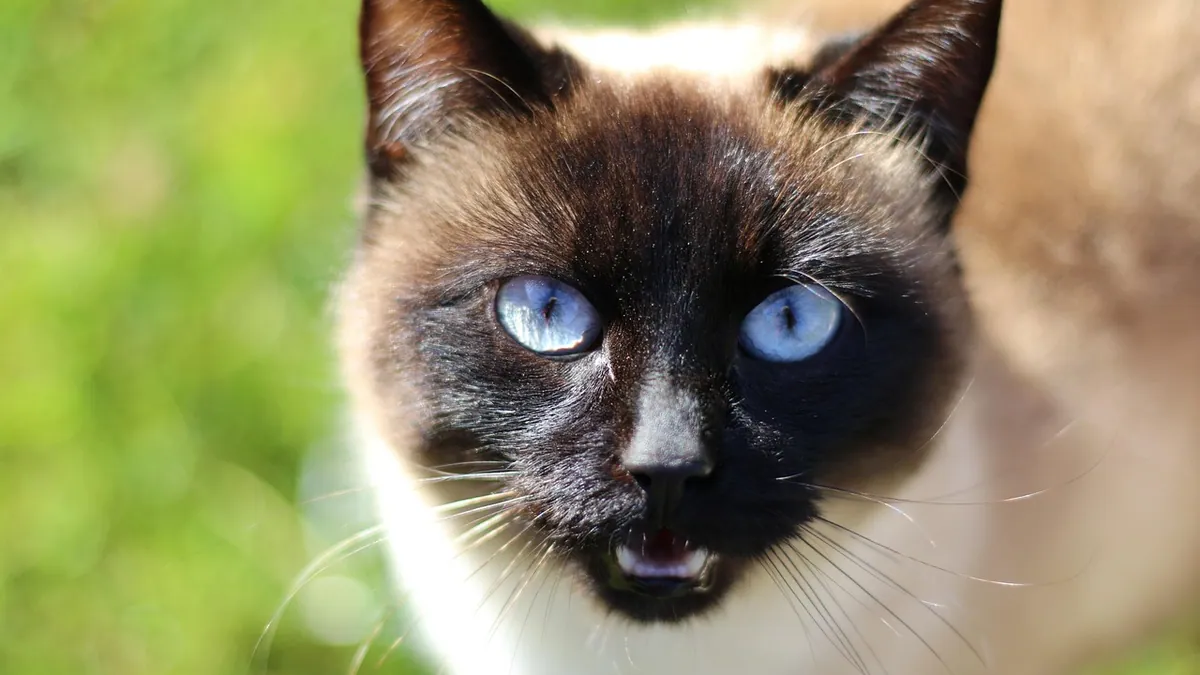 Lump on a Cat's Head or Forehead: Causes and Next Steps