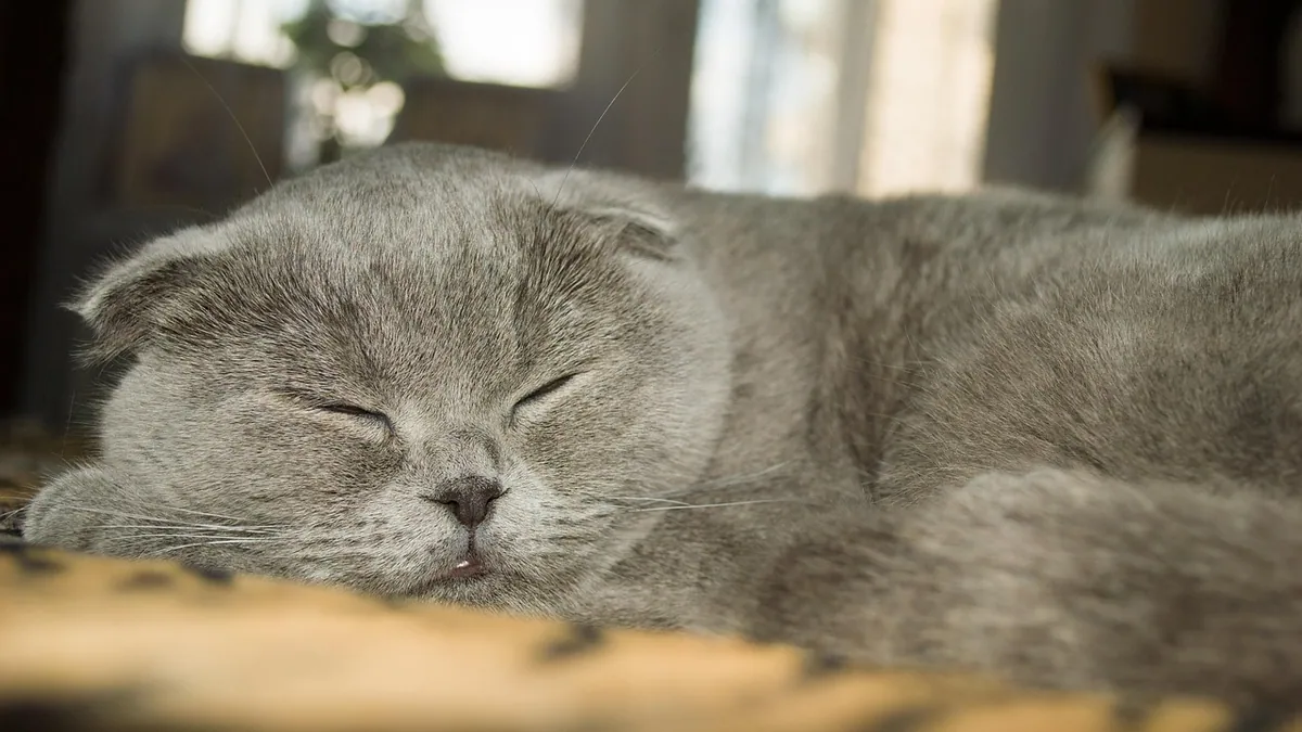 Why Is My Cat Twitching in His Sleep? Normal vs. Concerning