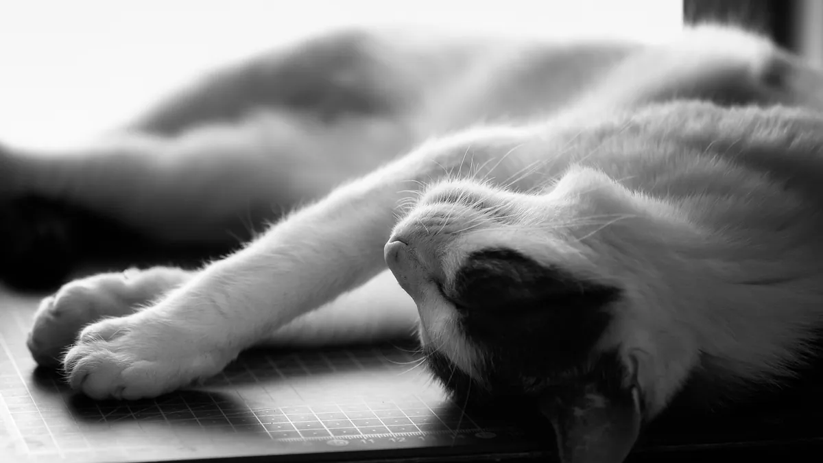 Does a Cat Ultrasound Need Anesthesia? What to Expect