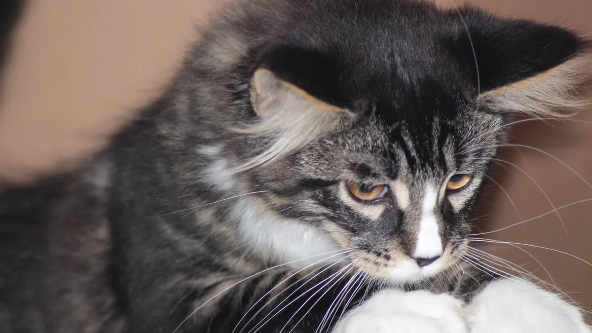 Uncontrollable Diarrhea in Cats: Causes and What to Do