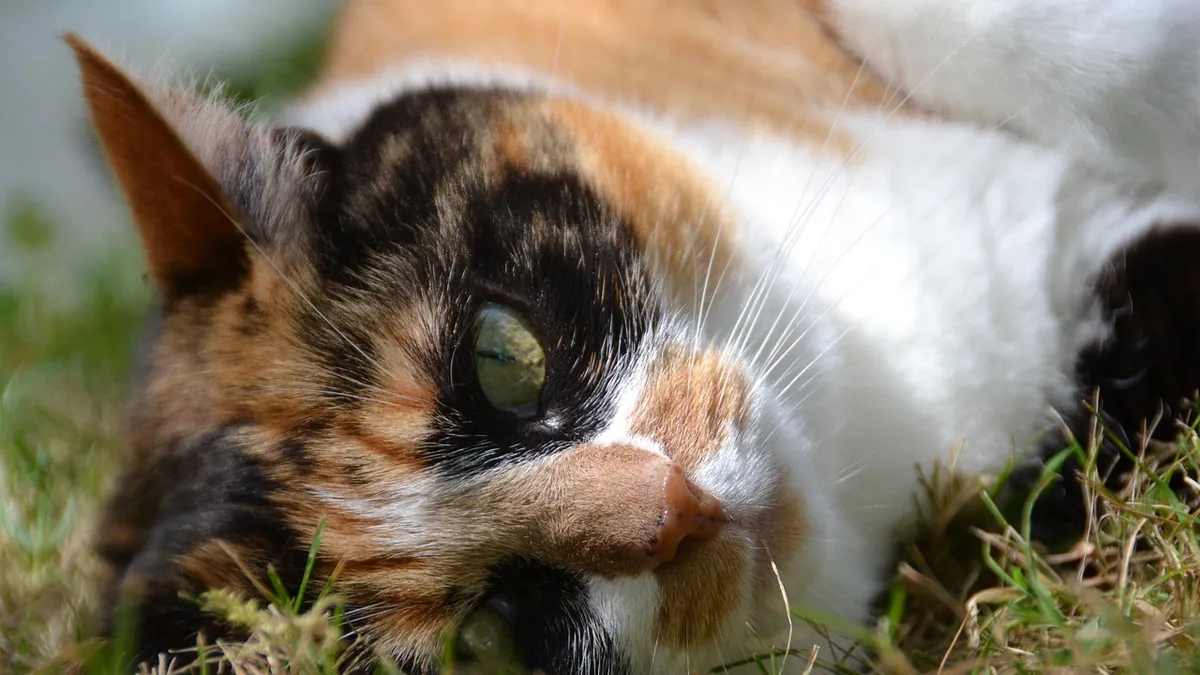 Uneven or Irregular Breathing in Cats: Causes and Care