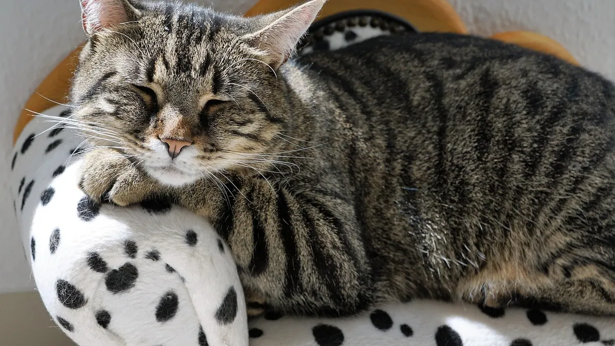 Cat Upset Stomach and Diarrhea: What Is Safe to Give