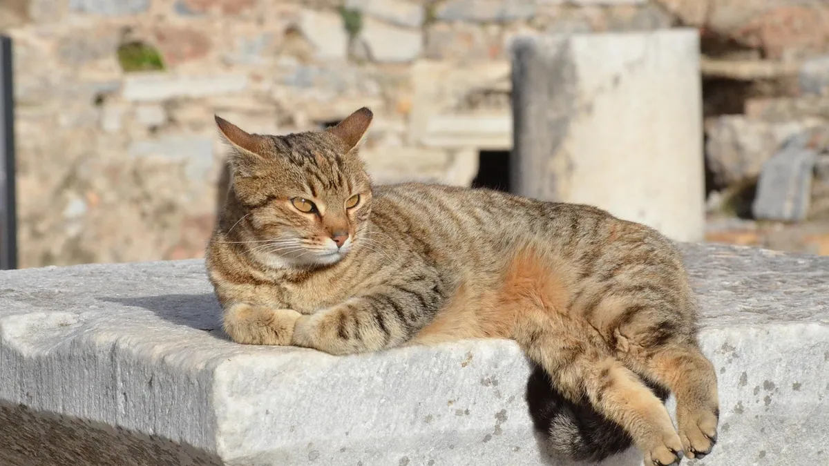 Cat Urinalysis Results Explained: A Simple Owner's Guide