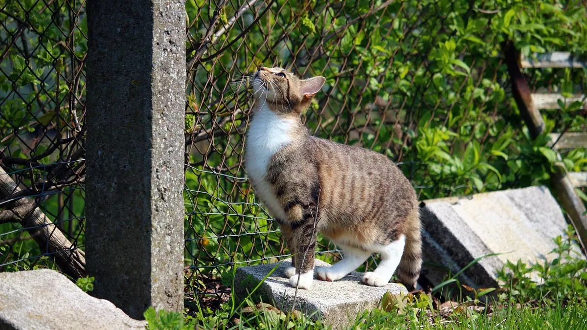 How to Tell If Your Cat Needs to Pee or Has Peed Somewhere