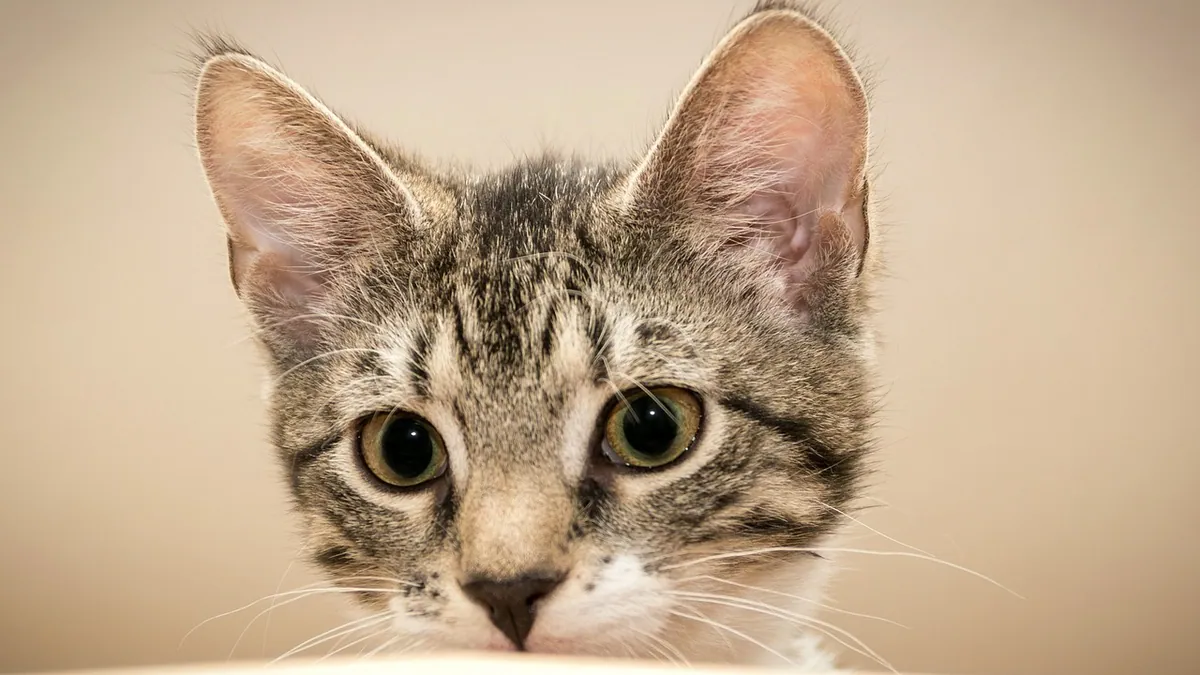 Is Cat Urine Acidic or Alkaline? What pH Means for Health