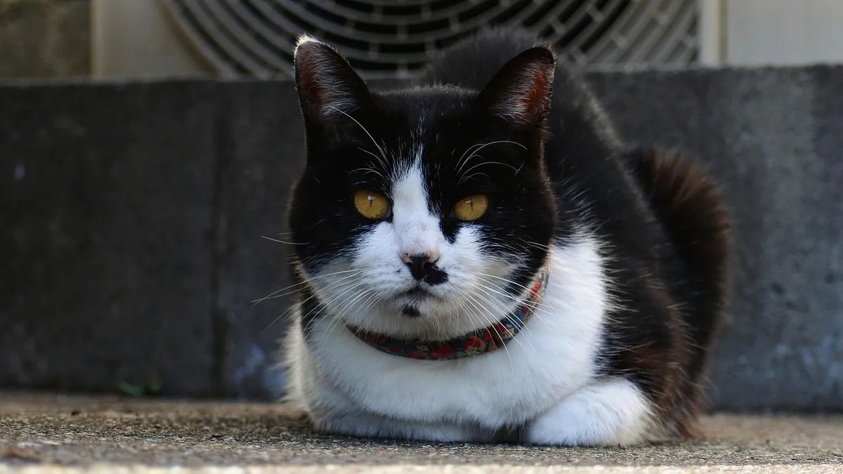 Breathing Cat Urine Fumes: Health Risks for People and Pets