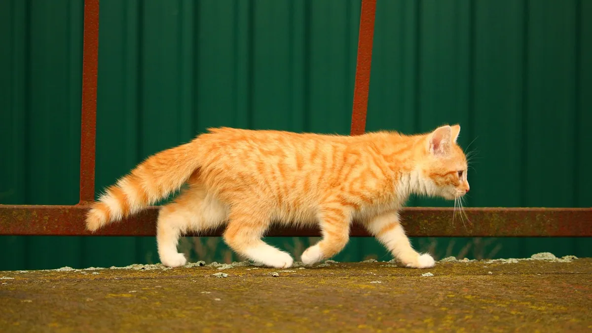 Ketone Strips for Cat Urine: What They Detect and When to Use