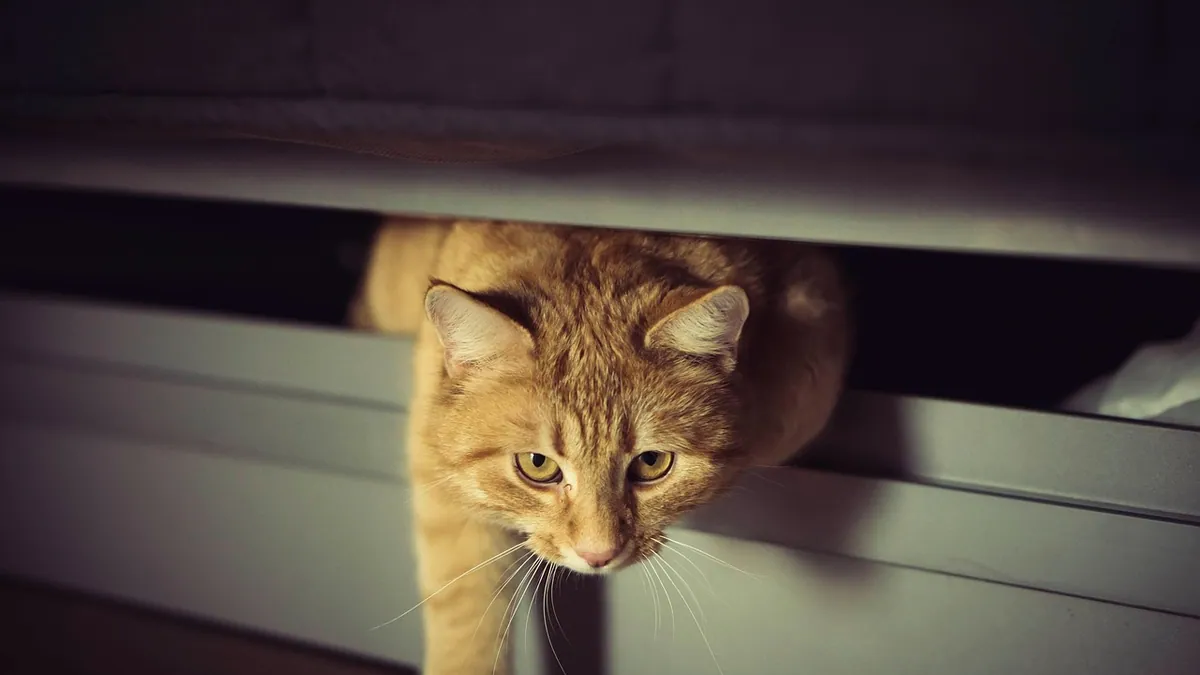 Why Does My Cat's Urine Smell So Strong? Causes and Fixes