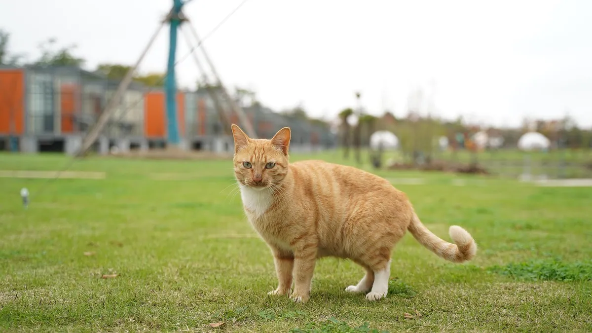 Cat Urine Specific Gravity: What the Number Means