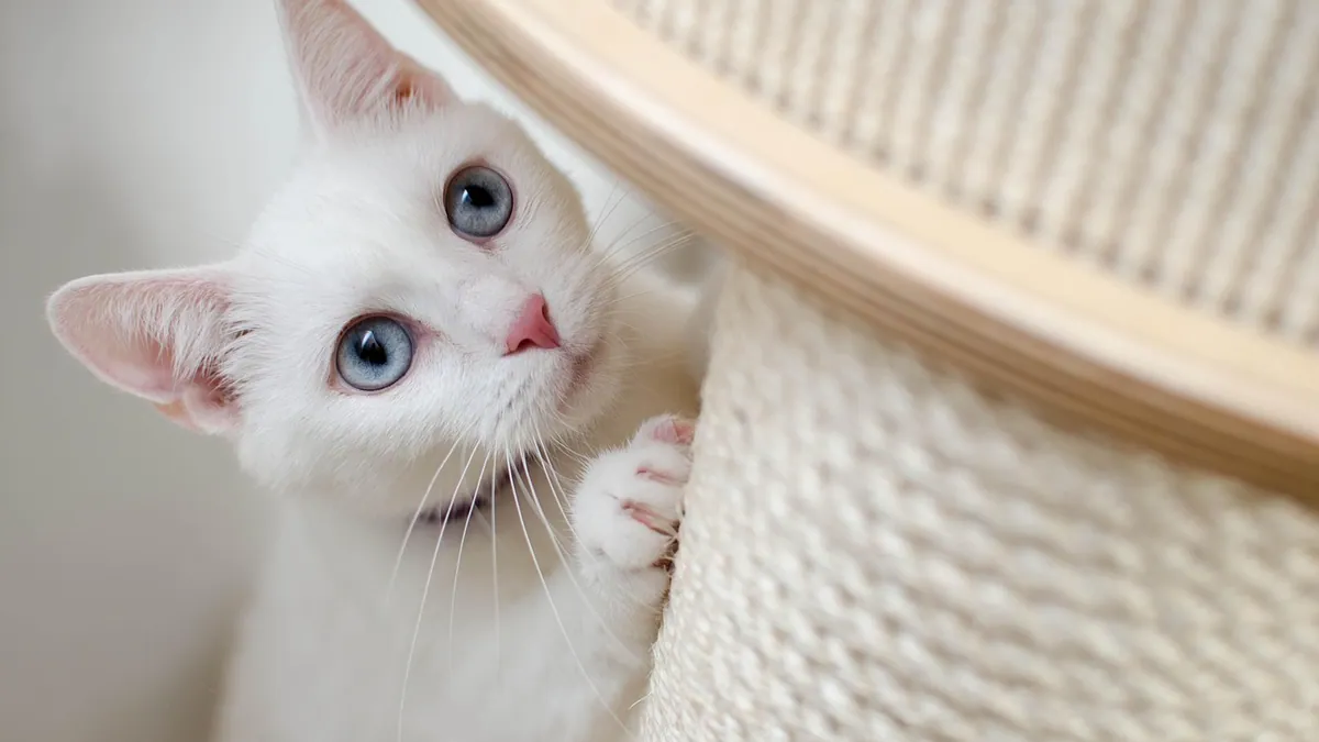Why Is My Cat Using the Litter Box So Much?