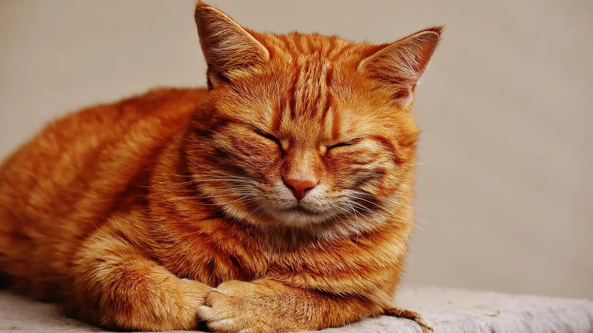 Cat Vaccine Injection Site Sarcoma: Signs and Risks