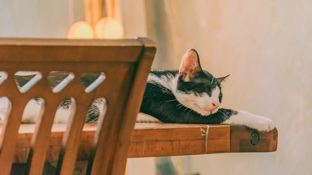 Cat Vaccines at Home: Is a Home Visit Safe and Worth It?