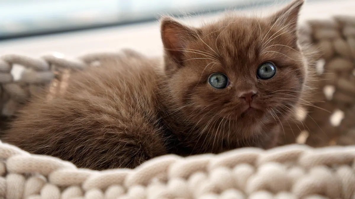 When Do Cats' Eyes, Vision, and Brain Fully Develop?