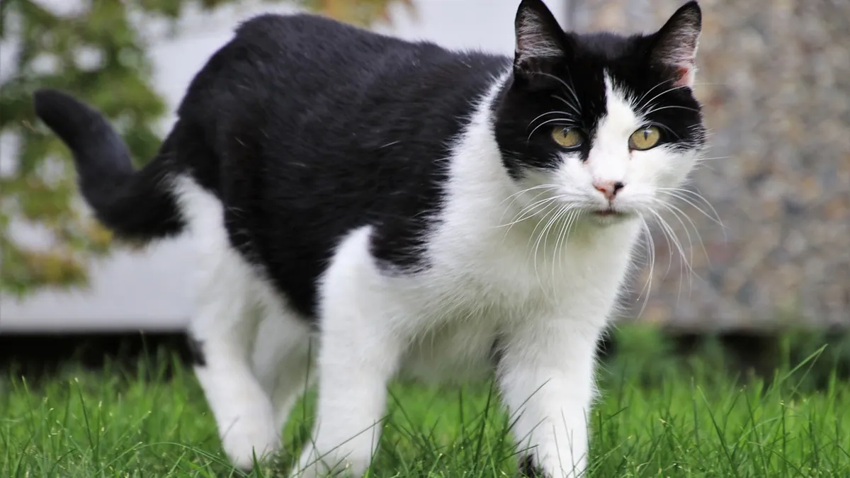 Cat Vision Loss and Blindness: Signs and Causes