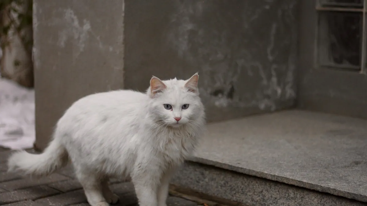 Cat Vitiligo: Signs, Causes and What Owners Should Do