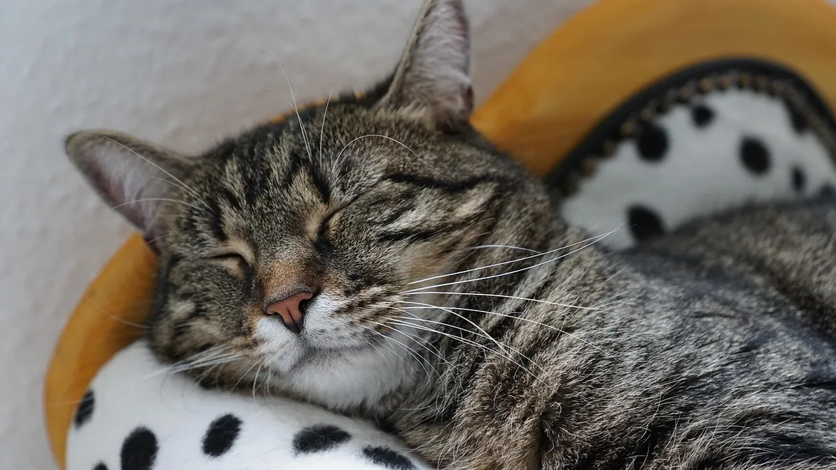 Can Stress Make a Cat Vomit? What to Know