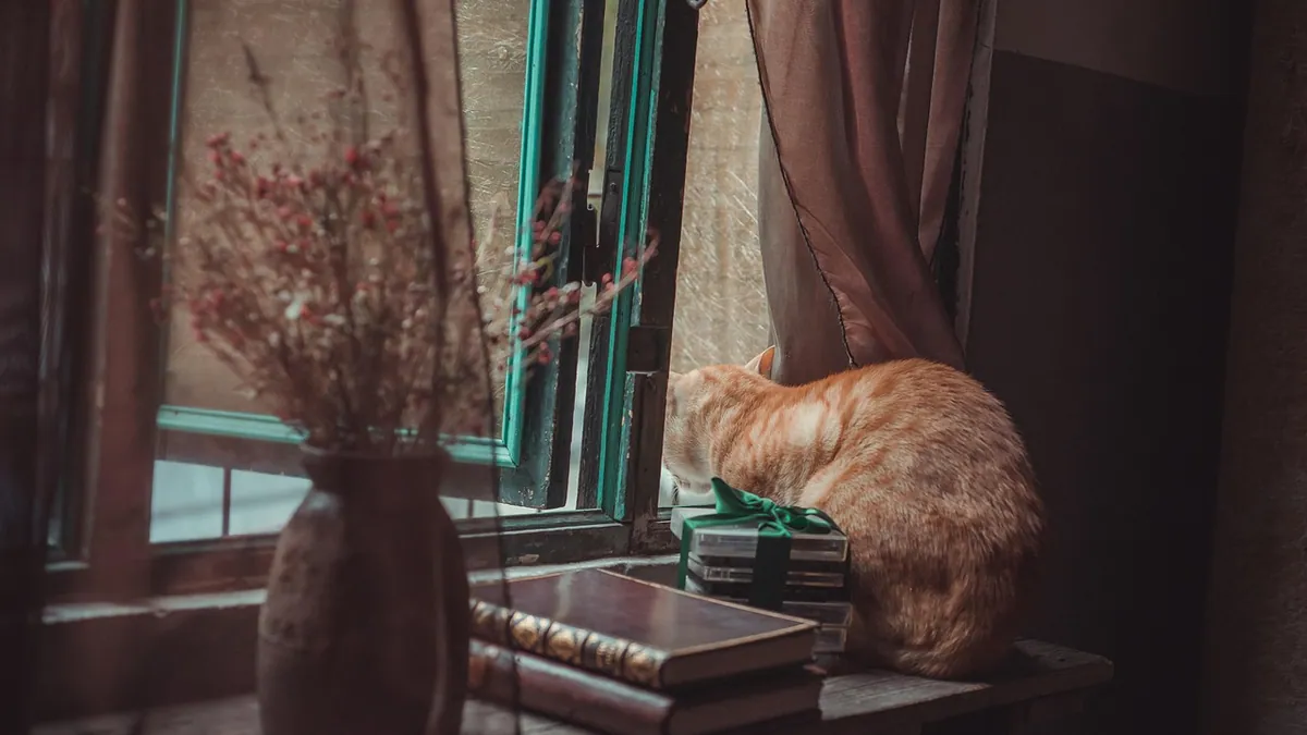 Why Does My Cat Want to Go Outside So Badly?