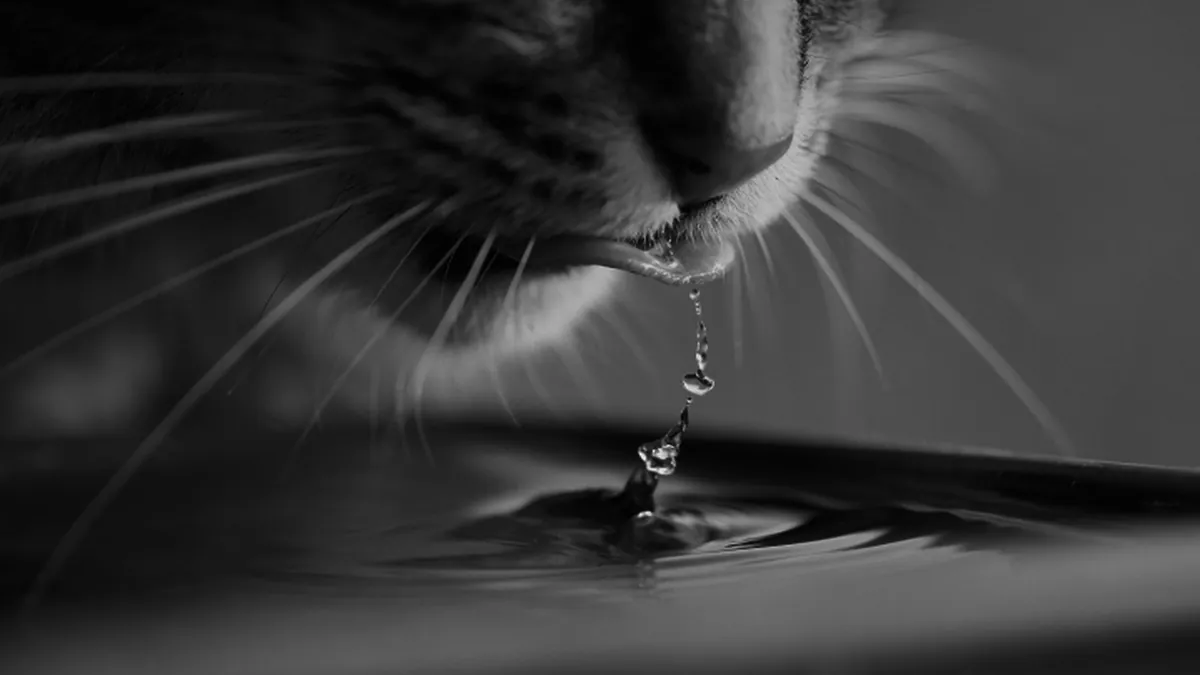 How Much Should a Cat Drink and Pee in 24 Hours?