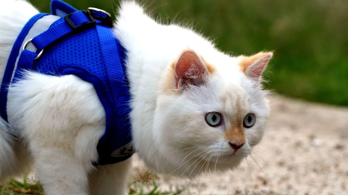 How to Get Your Cat to Wear a Collar or Harness