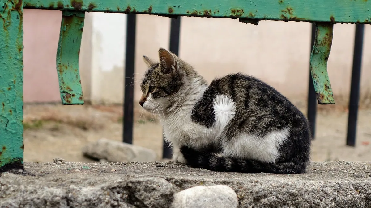 Cat Losing Weight With Diarrhea: Causes and When to Act