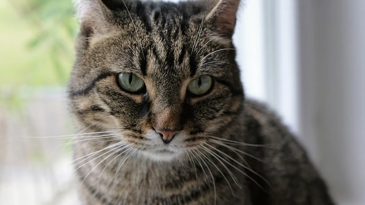 Wheezing in Cats: Causes, Sounds, and When to See a Vet