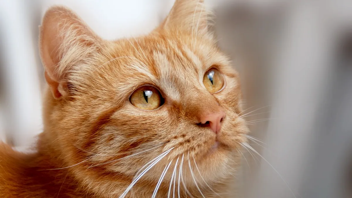 Are Cat Whiskers Sensitive? What Whiskers Do and How to Protect Them