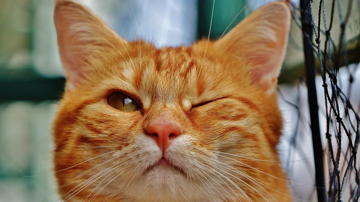 Why Does My Cat Wink at Me? What a Slow Blink Means