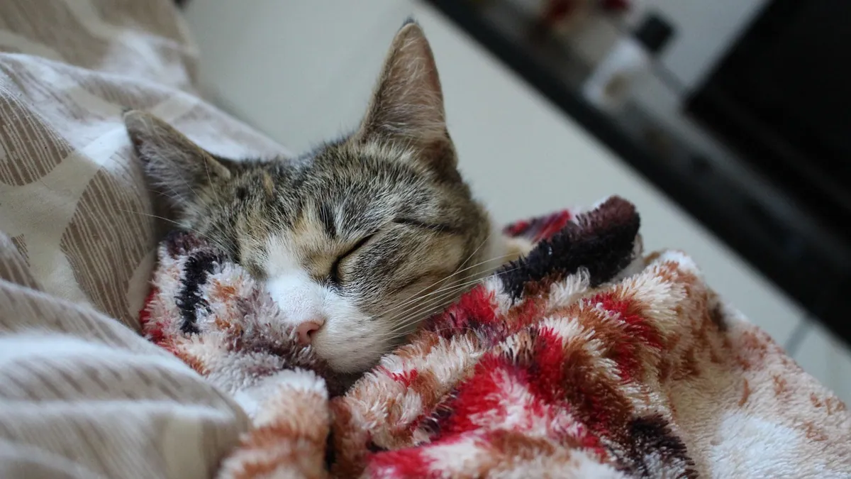 Cat Wobbly After Anesthesia or Spay: What's Normal?