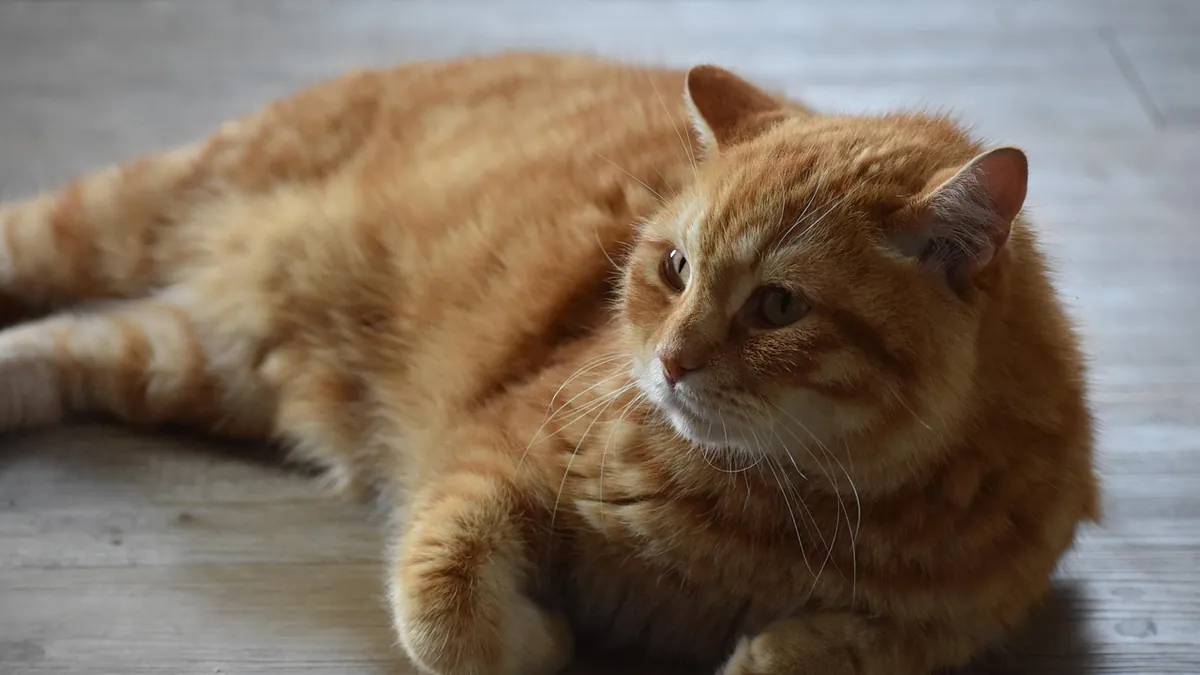 Why Does My Cat Only Eat When I'm There? Behavior Explained