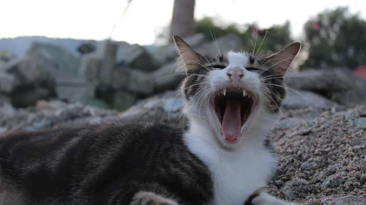 Why Does My Cat Yawn When She Sees Me? Explained