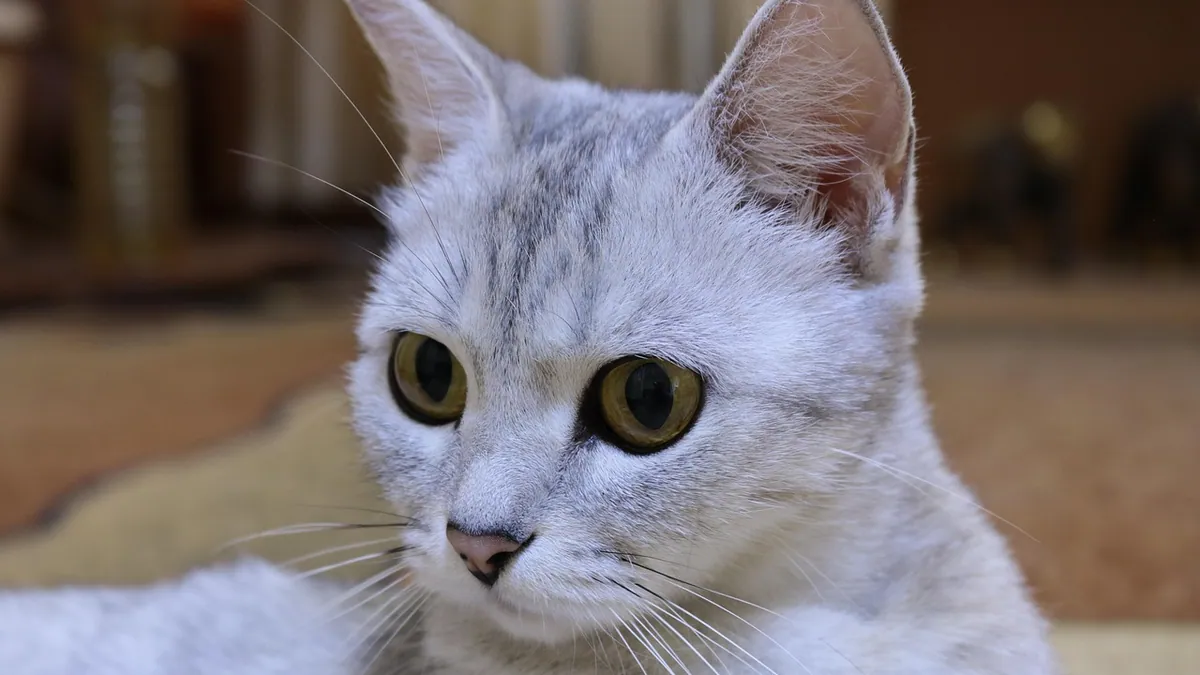 Why Is My Cat Yellow? Yellow Eyes, Skin, and Jaundice Explained
