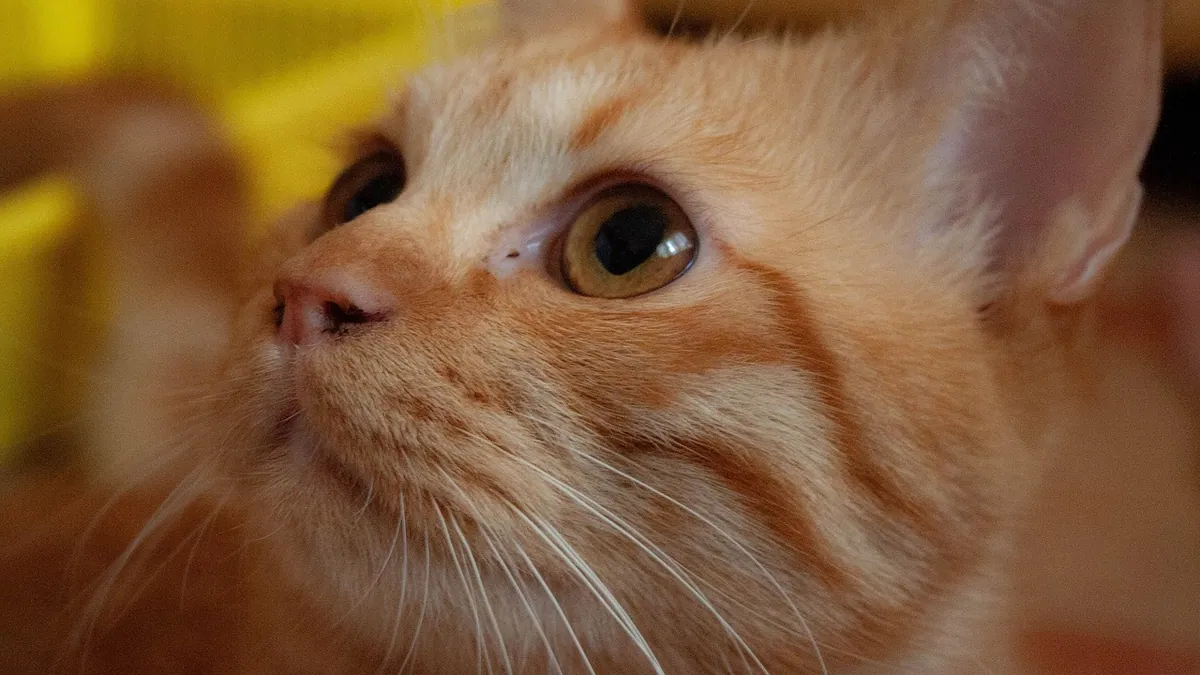 Yellow Skin or Yellow Pee in Cats: What It Means