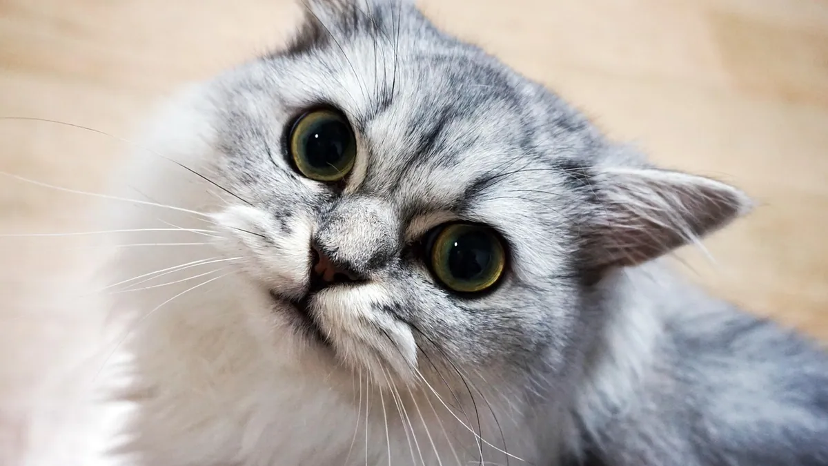 Why Does My Cat Yell After Eating? Causes and When to Worry