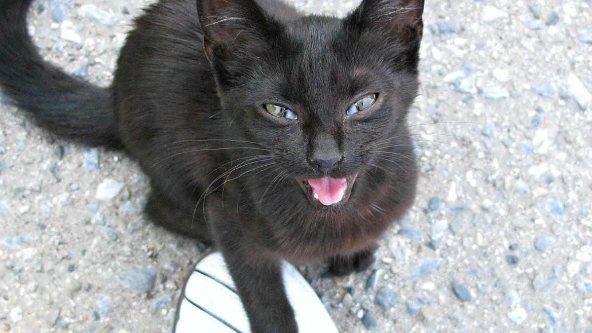 Why Does My Cat Yowl After Eating? Causes and When to Worry