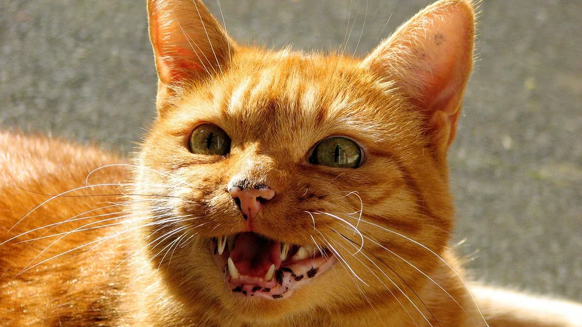 Cat Yowling After Using the Litter Box: Causes and Next Steps