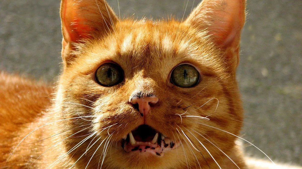 Why Does My Cat Yowl After Pooping or Peeing?