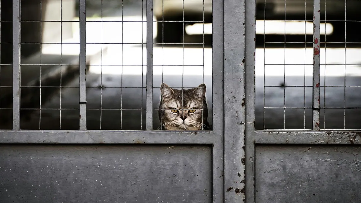 Why Is My Cat Yowling at the Door? Causes and Help