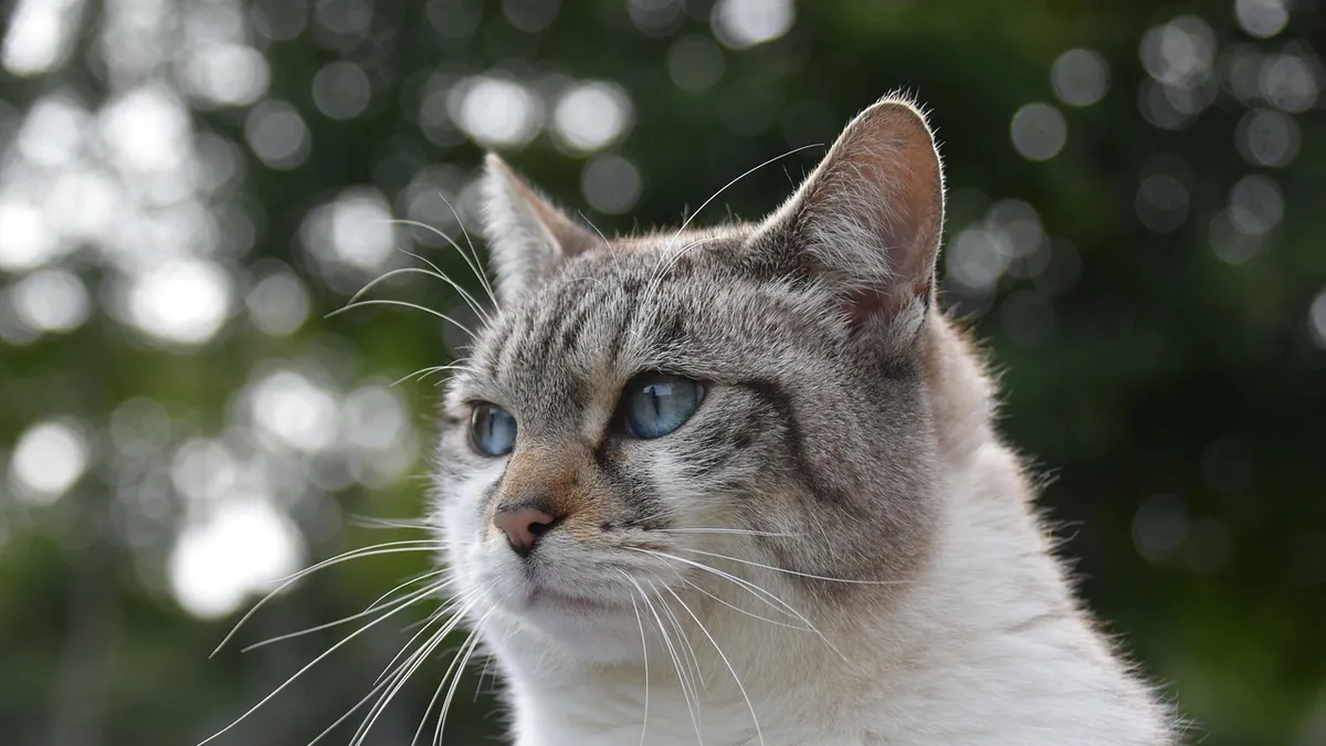 Why Is My Cat Zoning Out? Absence Seizures and More