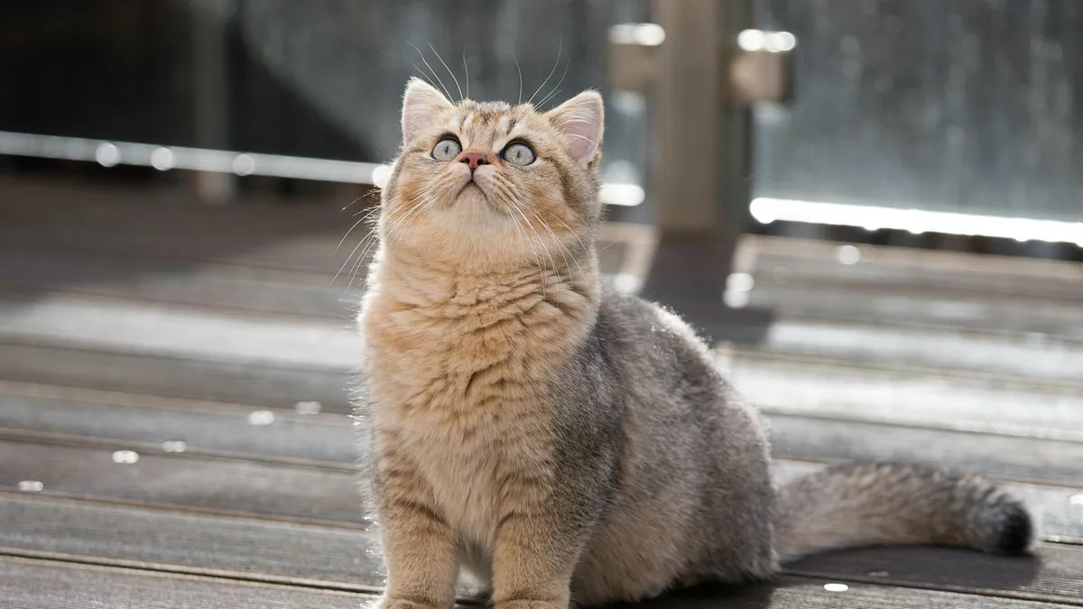 Why Is My Cat Zoning Out? Normal vs. Concerning