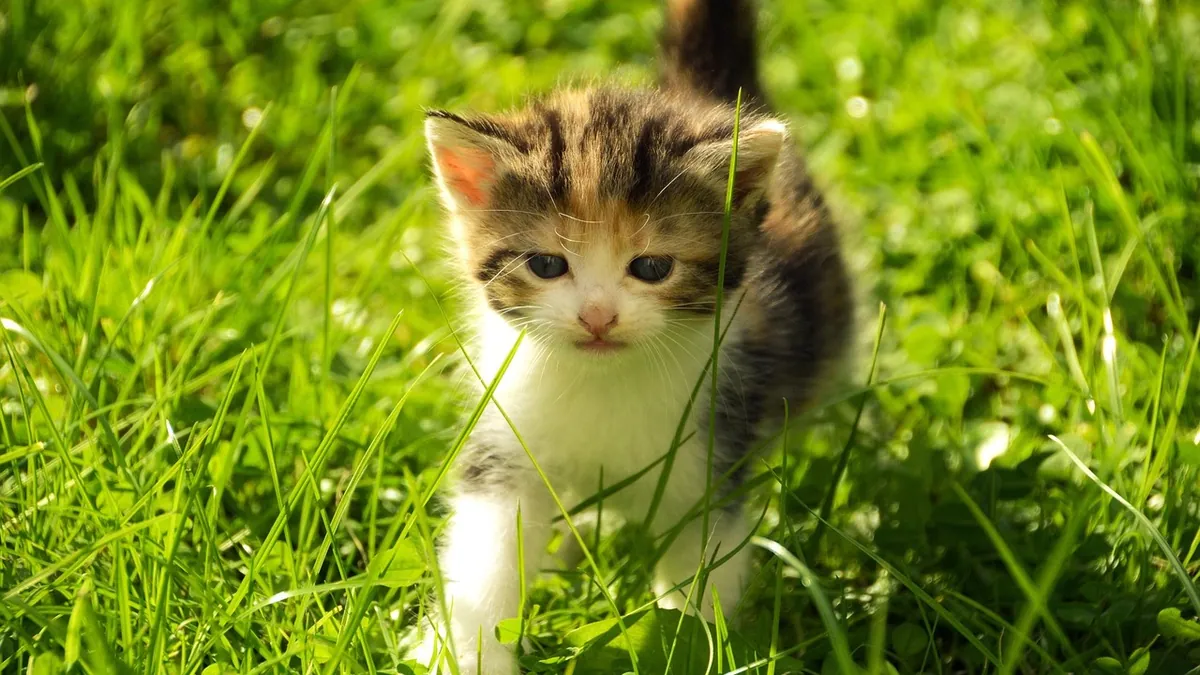 Cat Zoomies After Food: Why Cats Run After Eating