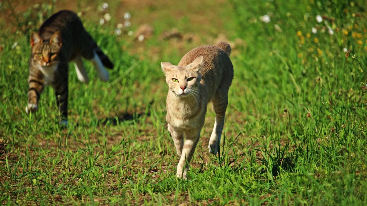 Why Does My Cat Zoom Out of the Litter Box?