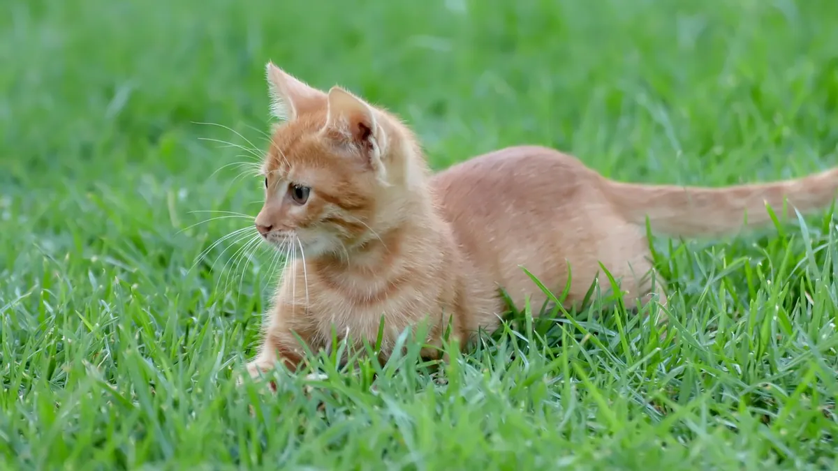 Why Does My Cat Get Zoomies After Peeing?