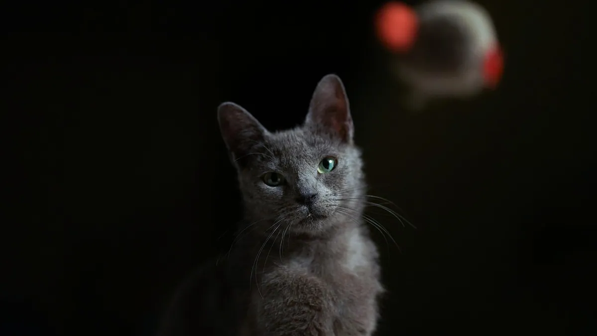 Cat Zoomies at Night: Why and How to Manage