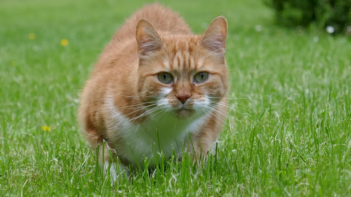 What Do Cat Zoomies Mean? Behavior Explained