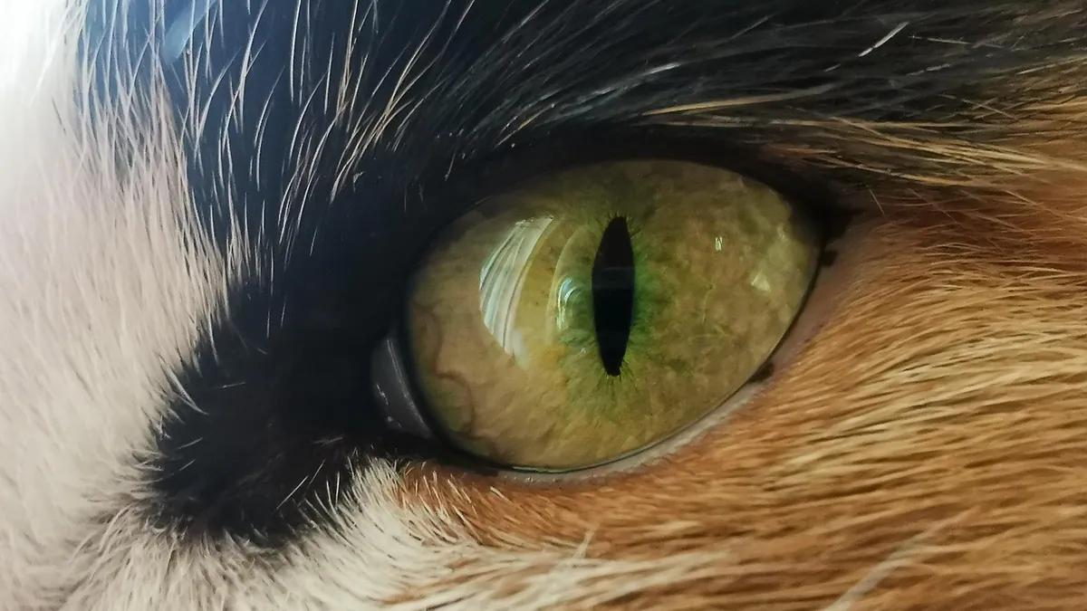 Cataracts in Cats: Age of Onset and Early Signs