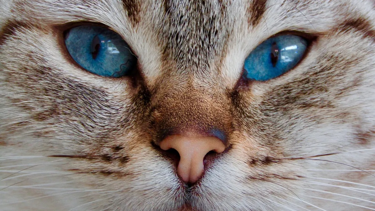 Cataracts in Cats: Symptoms and What Causes Them