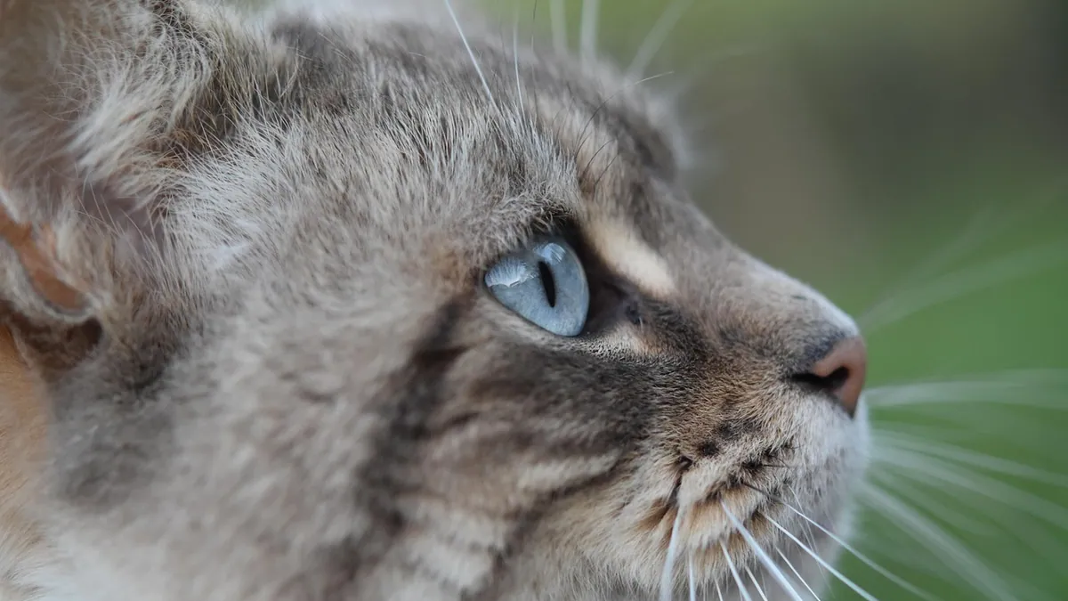 Cataracts in Cats: Treatment and Surgery Options